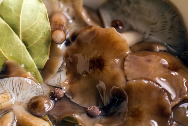 Pickled oyster mushrooms with vinegar without sterilization