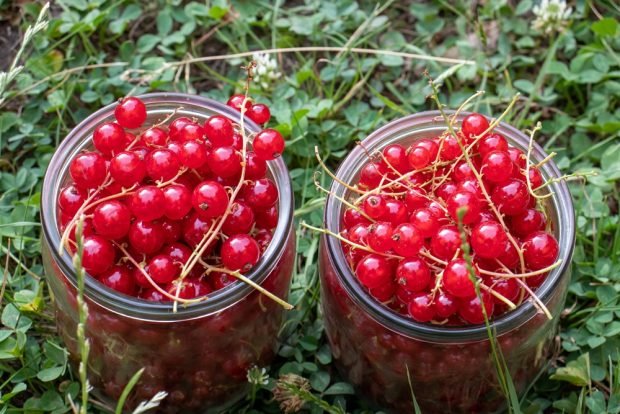 Red currant compote with mint for winter 